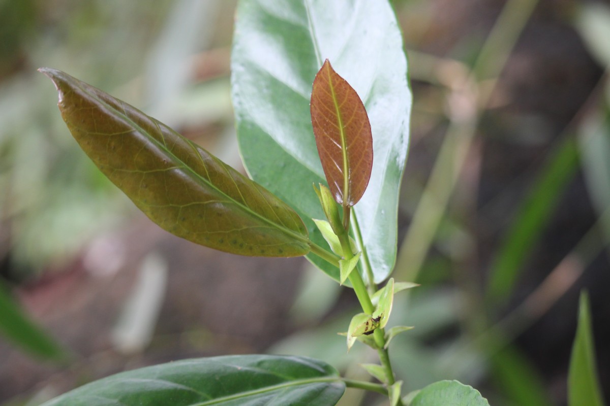 Aporosa latifolia Thwaites